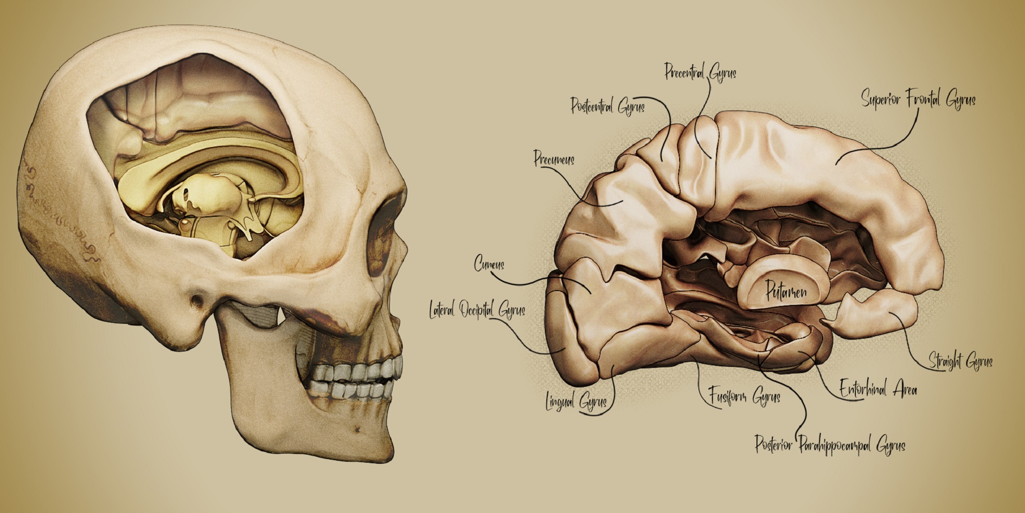 Brain 3D Illustration