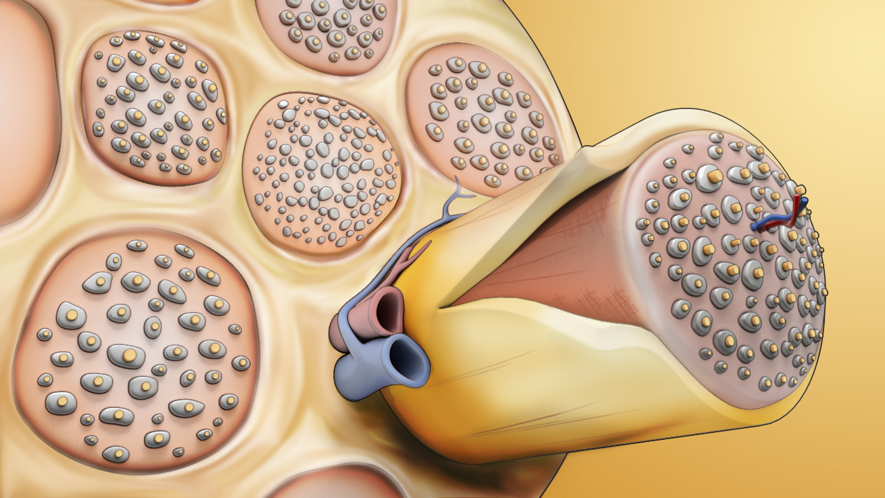 Nerve 3D illustration