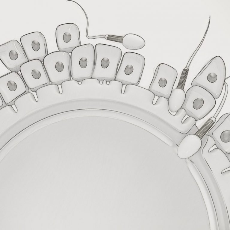 Human Fertilization (3Ds Max, VRay, Photoshop)