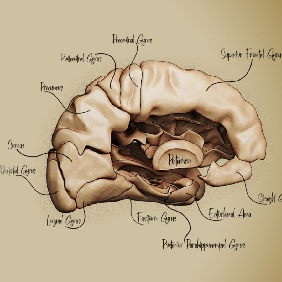 Brain 3D Illustration